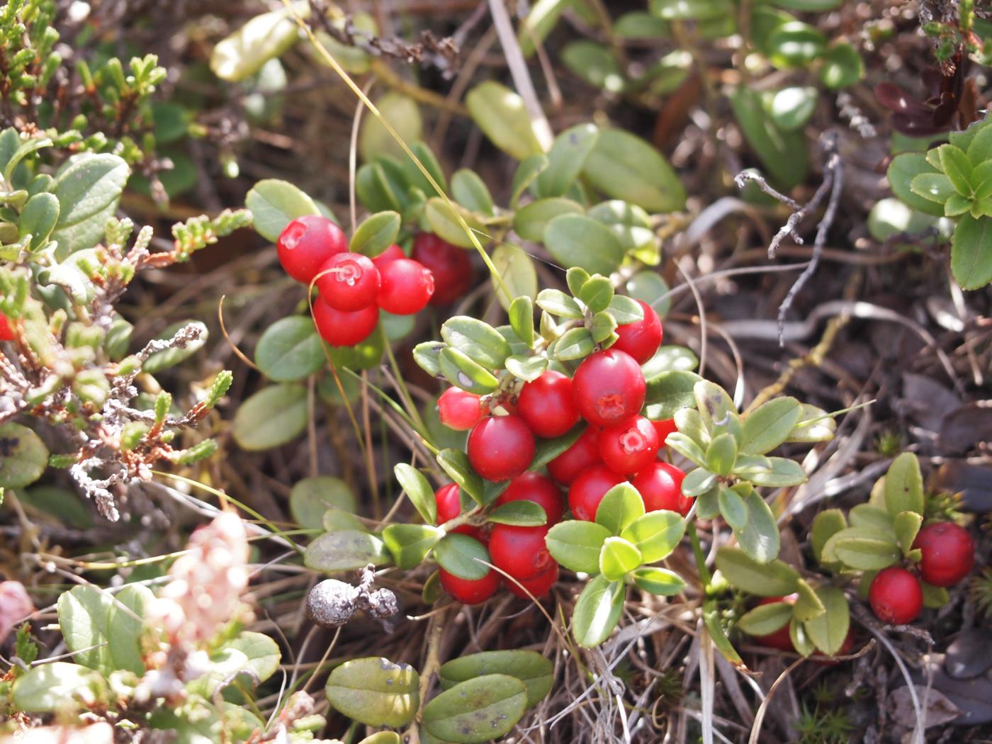 Cowberry plant